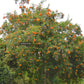 Tecoma X Orange Jubilee 'Tecoma Alata' Seeds - Flaming Bells, Orange Trumpet, Esperanza