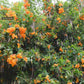 Tecoma X Orange Jubilee 'Tecoma Alata' Seeds - Flaming Bells, Orange Trumpet, Esperanza