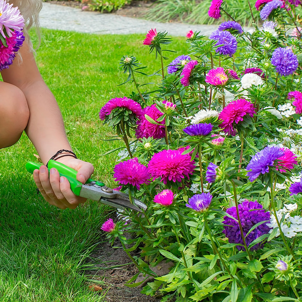 The Old Farmer's Almanac Powder Puff Mix Aster Seeds