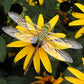 The Old Farmer's Almanac Rudbeckia Black Eyed Susan Seeds