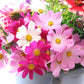 The Old Farmer's Almanac Cosmos Sensation Mix Seeds