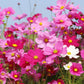 The Old Farmer's Almanac Cosmos Sensation Mix Seeds