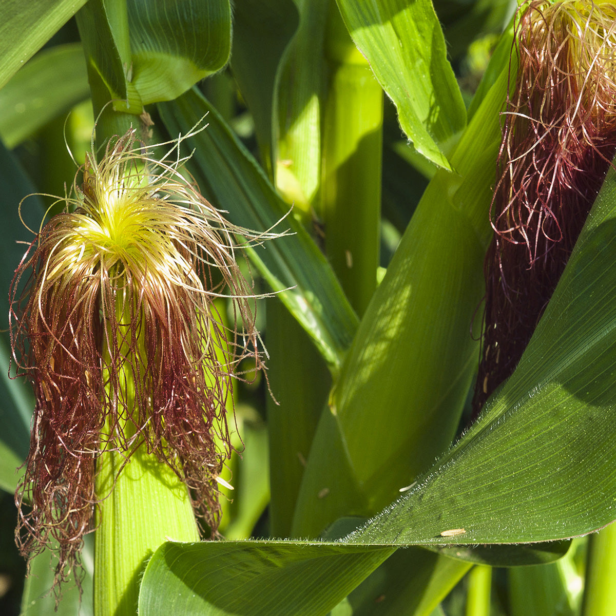 The Old Farmer's Almanac Heirloom Golden Bantam Sweet Corn Seeds