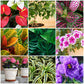 The Old Farmer's Almanac Houseplant & Flower Plant Food Mini Spikes