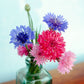 The Old Farmer's Almanac Bachelors Button Seeds