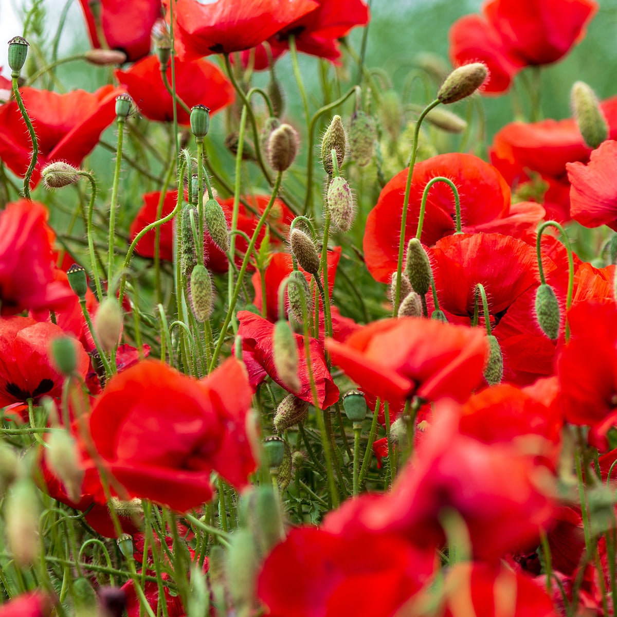 The Old Farmer's Almanac American Legion Corn Poppy Seeds