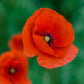 The Old Farmer's Almanac American Legion Corn Poppy Seeds