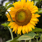 The Old Farmer's Almanac Mammoth Gray Strip Sunflower Seeds