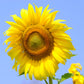 The Old Farmer's Almanac Mammoth Gray Strip Sunflower Seeds
