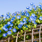 The Old Farmer's Almanac Heavenly Blue Morning Glory Seeds