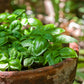 The Old Farmer's Almanac Heirloom Italian Large Leaf Basil Seeds - USDA Organic