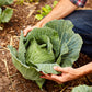 The Old Farmer's Almanac Heirloom Golden Acre Cabbage Seeds