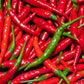 The Old Farmer's Almanac Heirloom Long Slim Cayenne Pepper Seeds - USDA Organic