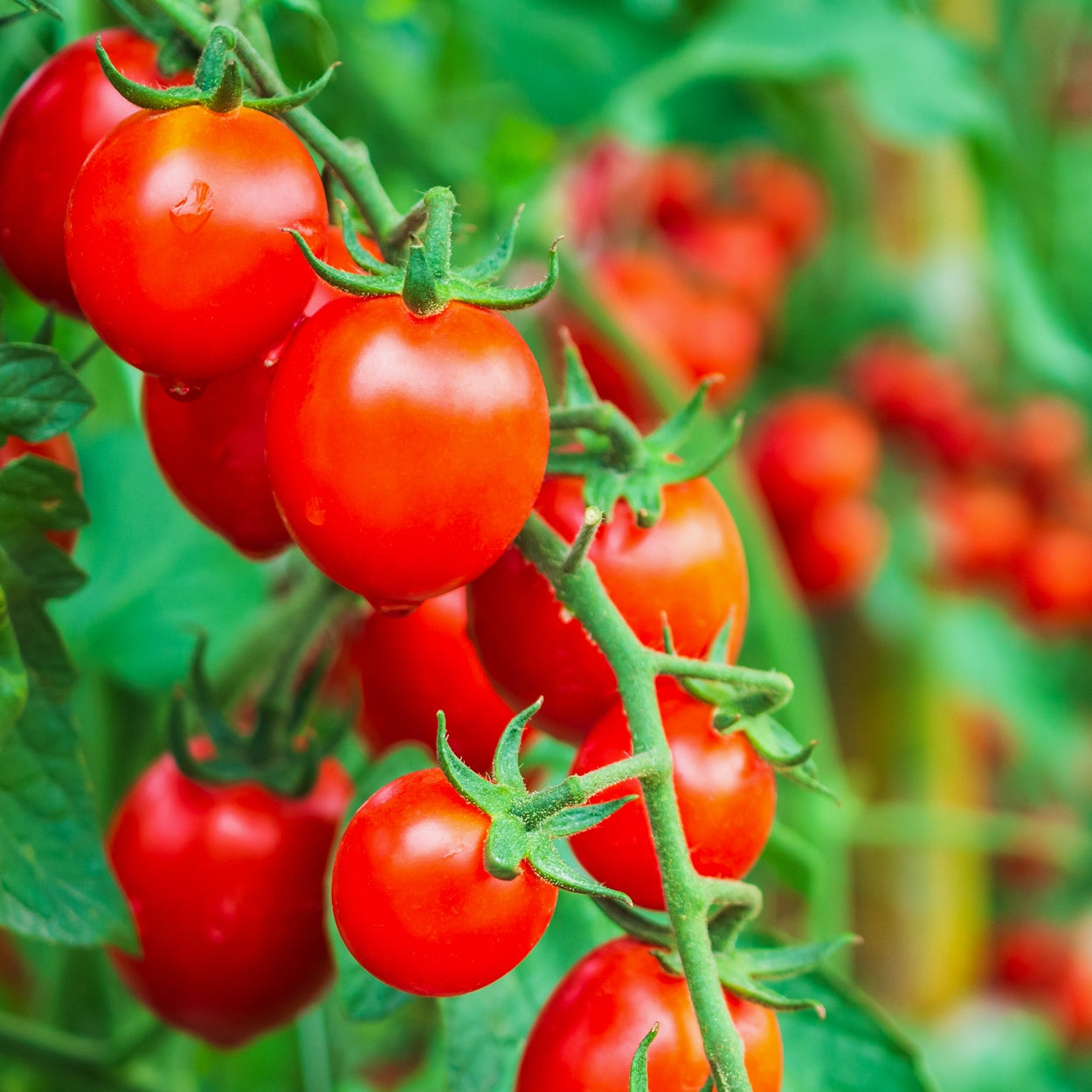 The Old Farmer's Almanac Heirloom Large Red Cherry Tomato Seeds