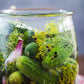 The Old Farmer's Almanac Heirloom Bouquet Dill Seeds - USDA Organic