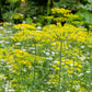 The Old Farmer's Almanac Heirloom Bouquet Dill Seeds - USDA Organic
