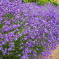The Old Farmer's Almanac Heirloom Common English Lavender Seeds