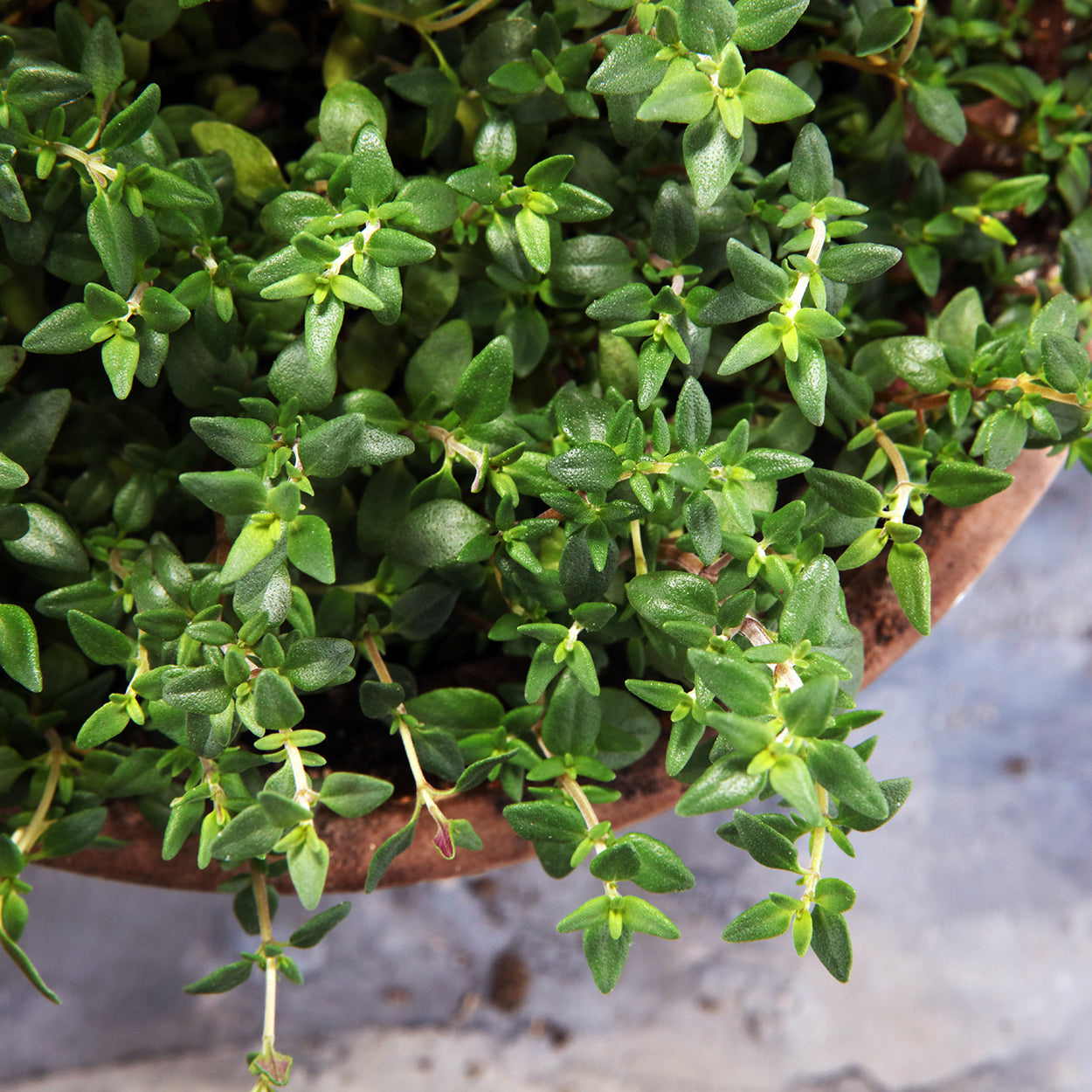The Old Farmer's Almanac Heirloom Thyme Seeds - USDA Organic