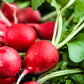 The Old Farmer's Almanac Organic Cherry Belle Radish Seeds - USDA Organic