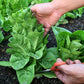 The Old Farmer's Almanac Heirloom Paris Island Cos Romaine Lettuce Seeds