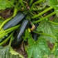 The Old Farmer's Almanac Heirloom Black Beauty Zucchini Summer Squash Seeds