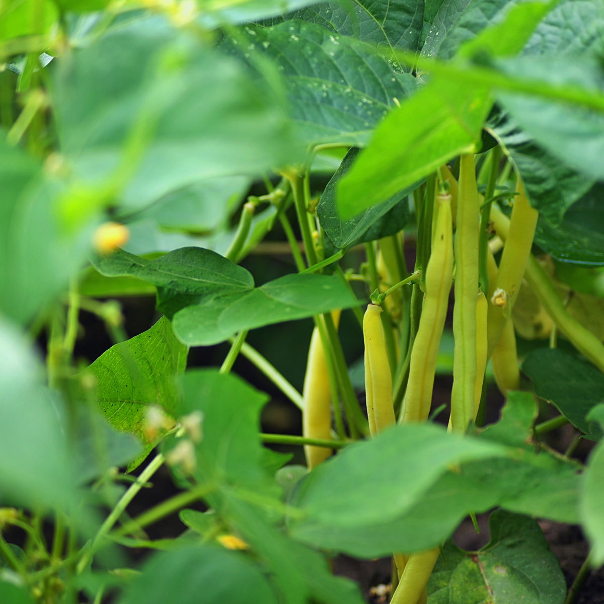 The Old Farmer's Almanac Heirloom Gold Rush Wax Bean Seeds