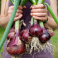 The Old Farmer's Almanac Heirloom Red Creole Onion Seeds