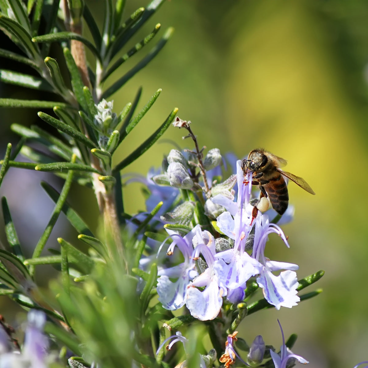The Old Farmer's Almanac Heirloom Culinary Rosemary Seeds