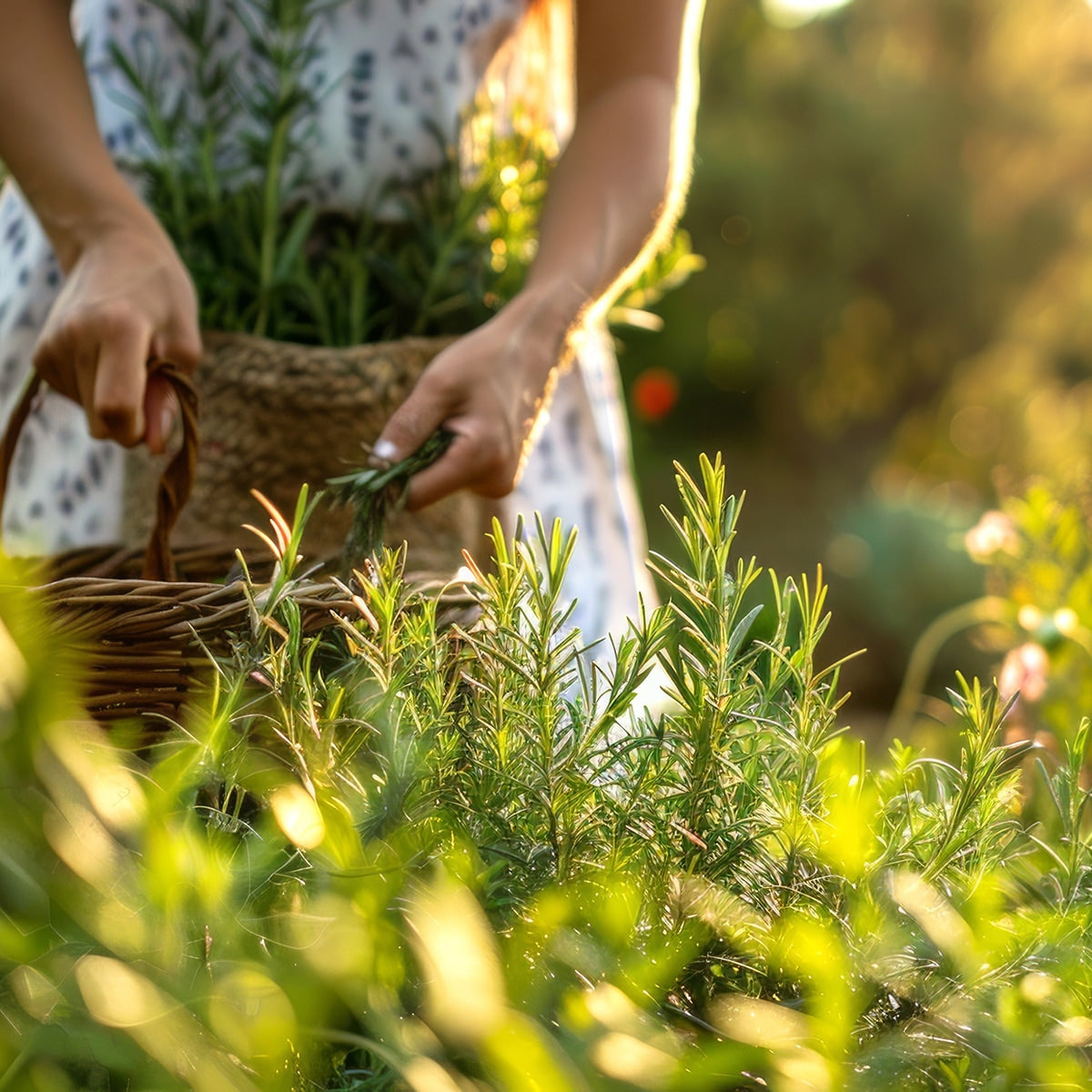The Old Farmer's Almanac Heirloom Culinary Rosemary Seeds