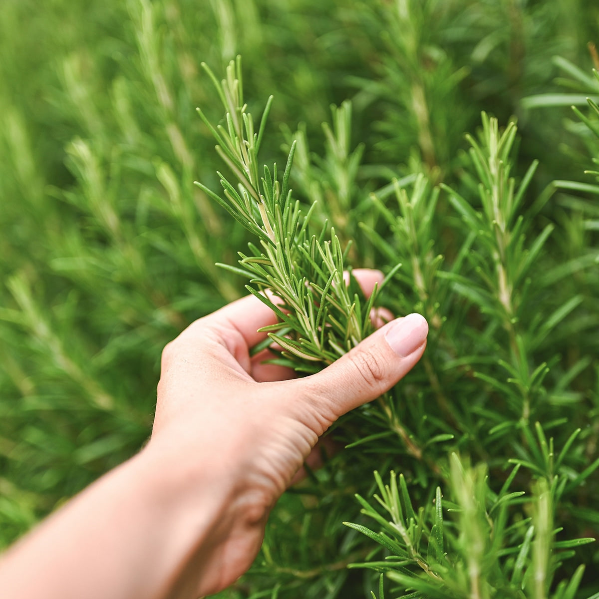 The Old Farmer's Almanac Heirloom Culinary Rosemary Seeds