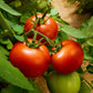 The Old Farmer's Almanac Heirloom Oregon Spring Tomato Seeds