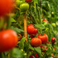 The Old Farmer's Almanac Heirloom Oregon Spring Tomato Seeds