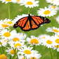 The Old Farmer's Almanac Shasta Alaska Daisy Seeds