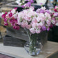 The Old Farmer's Almanac Knee High Mix Sweet Pea Seeds