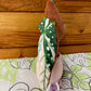 Begonia Variegated Maculata Plush Keychain