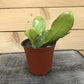 Epiphyllum Queen of the Night, 4" Plant