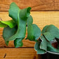 Epiphyllum Curly Locks, 4" Plant