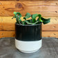 Epiphyllum Curly Locks, 4" Plant