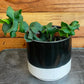 Epiphyllum Curly Locks, 4" Plant