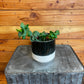 Epiphyllum Curly Locks, 4" Plant