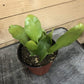 Epiphyllum Queen of the Night, 4" Plant
