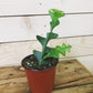 Selenicereus Anthonyanus Fishbone Cactus, 4" Plant