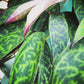 Aeschynanthus Lipstick Black Pagoda, Cuttings x5