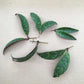 Aeschynanthus Lipstick Black Pagoda, Cuttings x5