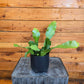 Epiphyllum Anguliger Beavertail Orchid Cactus, 4" Plant