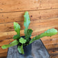 Epiphyllum Anguliger Beavertail Orchid Cactus, 4" Plant