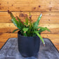 Epiphyllum Anguliger Fire Orchid Cactus, 4" Plant