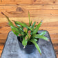 Epiphyllum Anguliger Fire Orchid Cactus, 4" Plant