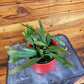 Pseudoripsalis Red Oval Orchid Cactus, 4" Plant