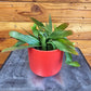 Pseudoripsalis Red Oval Orchid Cactus, 4" Plant